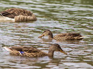 Image showing Female mallard duck