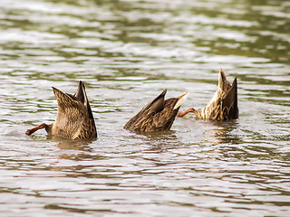 Image showing Female mallard duck