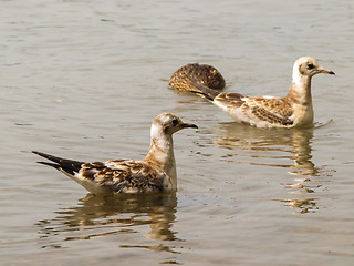 Image showing Young seagulls