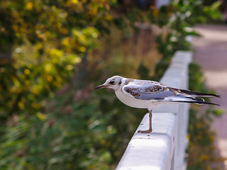 Image showing Young seagull