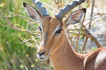 Image showing impala closeup