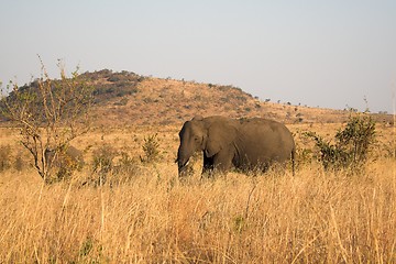 Image showing elephants in the wild