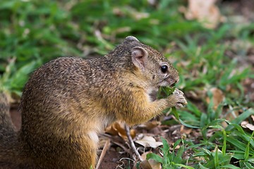 Image showing squirell foraging for food