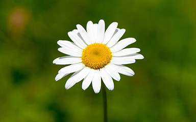 Image showing Camomile - Matricária