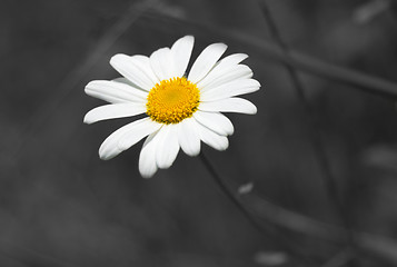 Image showing Camomile (Matricária)