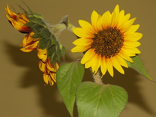 Image showing sunflower