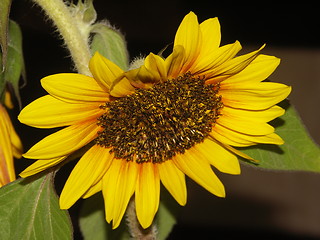 Image showing sunflower