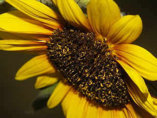 Image showing sunflower