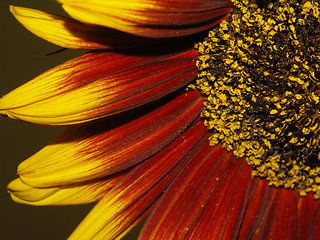 Image showing sunflower