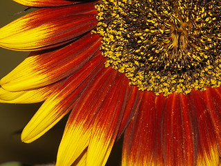 Image showing sunflower