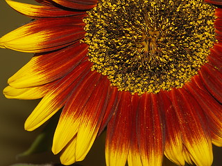 Image showing sunflower