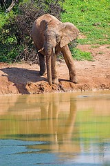 Image showing elephant top view