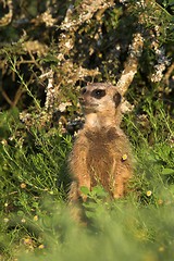 Image showing meerkat scout