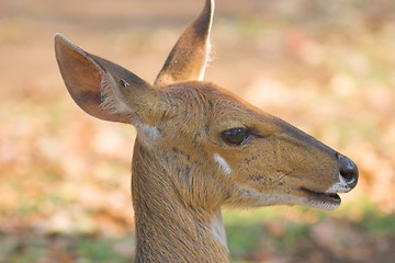 Image showing bush buck