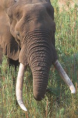 Image showing big tusker