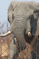 Image showing gray tusker