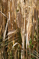 Image showing Harvest