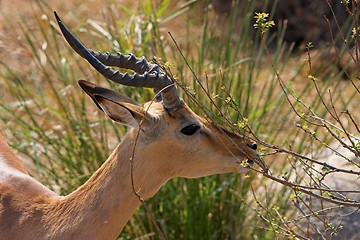 Image showing buck in the bushes