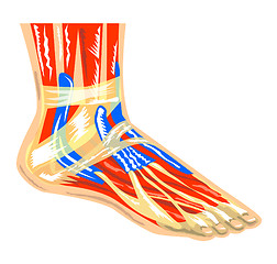 Image showing Foot Muscle