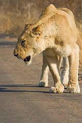 Image showing lioness stalking