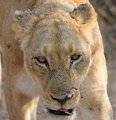 Image showing stalking lioness