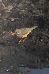 Image showing bird in marsh