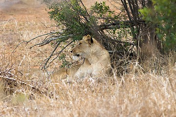 Image showing lioness lazing in shade