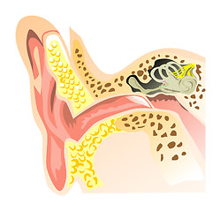 Image showing Interior Ear