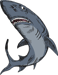 Image showing Shark