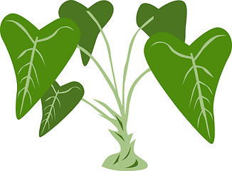 Image showing Taro Plant