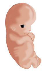 Image showing Embryo Seven Week