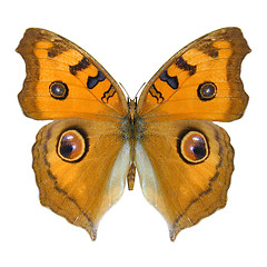 Image showing Meadow Argus Butterfly