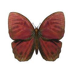 Image showing Red Rooster Butterfly