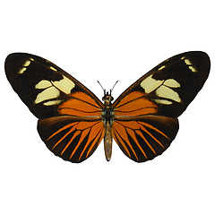 Image showing Postman Butterfly