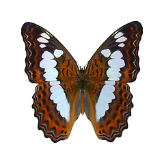 Image showing White Admiral Butterfly