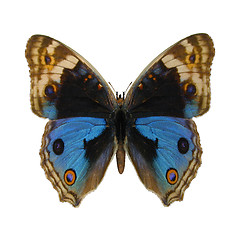 Image showing Blue Pansy Butterfly
