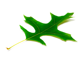 Image showing Green leaf of oak