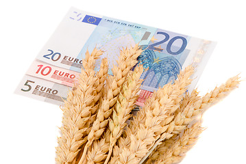 Image showing wheat ripe harvest ears euro banknotes isolated 