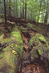 Image showing Old Forest