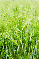 Image showing young wheat on farm land 