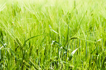 Image showing young wheat on farm land 