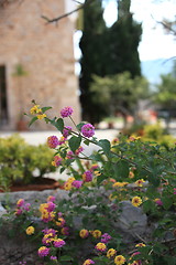 Image showing Pretty flowering shrub in a garden