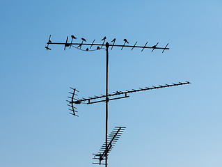 Image showing Birds sitting on the television antenna against a blue sky