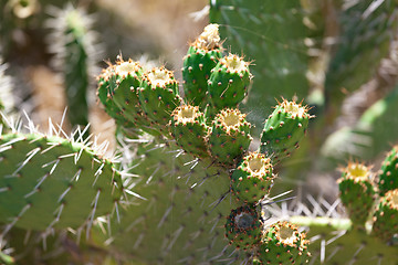 Image showing Bush green prickly cactus with spider web