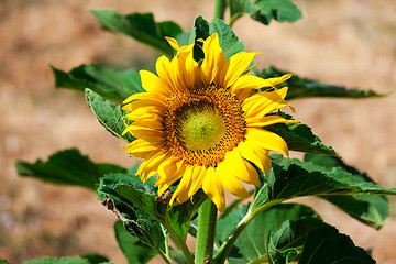 Image showing Beautiful yellow sunflower in the field