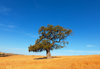 Image showing Single tree in a wheat field on a background of blue sky