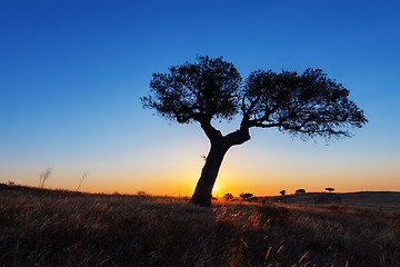 Image showing Single tree in a wheat field on a background of sunset