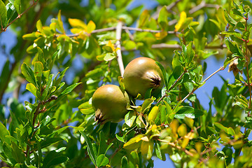 Image showing Pomegranate fruit on the green tree