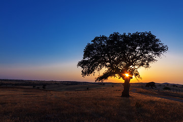 Image showing Single tree in a wheat field on a background of sunset