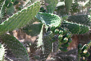 Image showing Bush green prickly cactus with spider web
